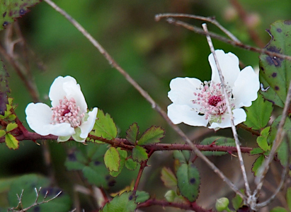 [This image has two flowers. Each has five wide white petals with raspberry-like center surrounded by long thin pink stamen. The flower on the left is more closed, so the berry center is not as apparent as the one on the right.]